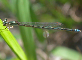 Double-striped Bluet